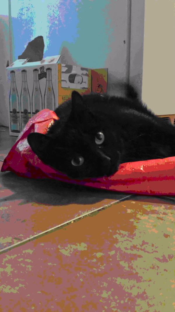 /Images/uploads/Animal Control  Welfare Project/PrettiestPetContest/entries/6186thumb.jpg